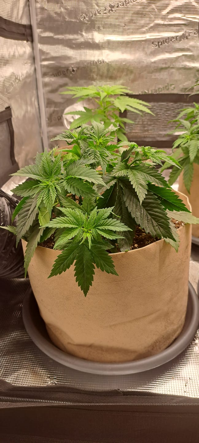 Customer photo review of Root Heaven Stoff Topf