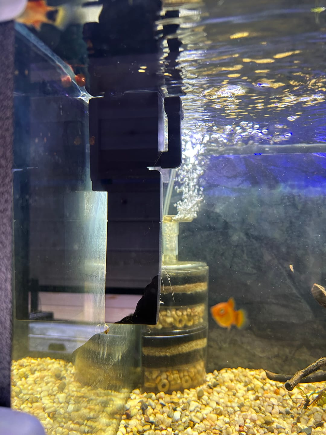 Customer photo review of Shark PRO NANO