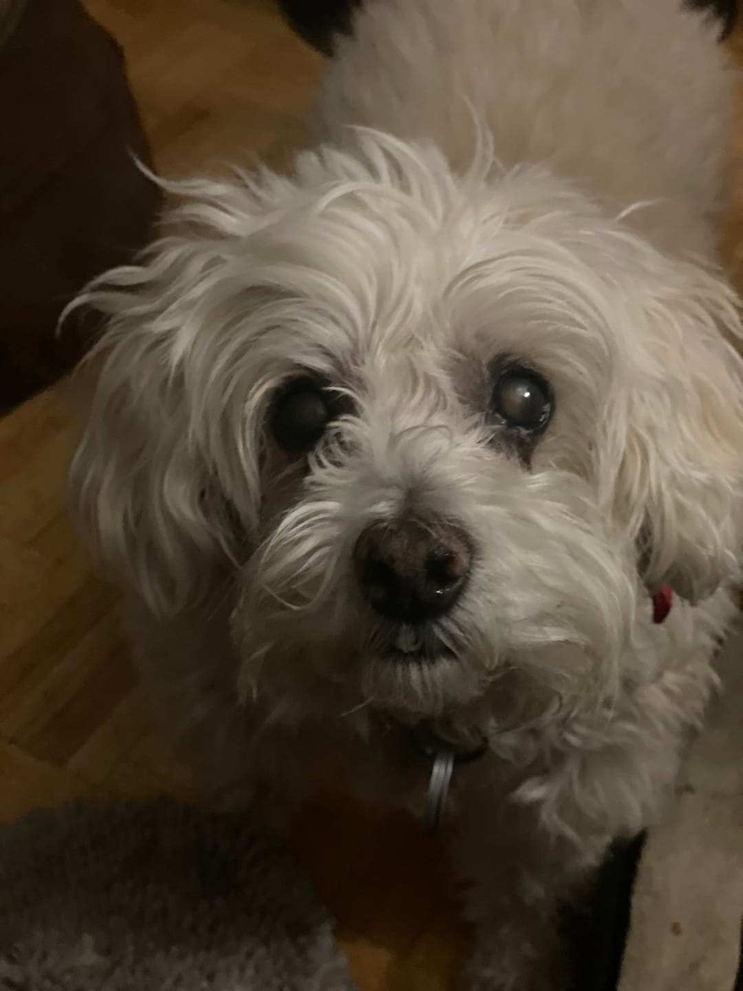 Customer photo review of Stella & Chewy - Meal Mixers pour chien