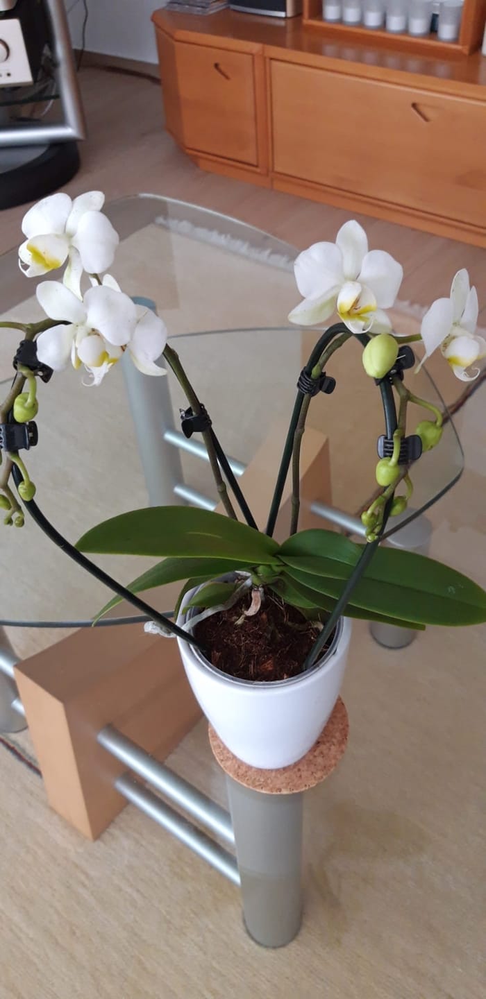 Customer photo review of Table Dance Wasserfall Weiß mit 2 Rispen inkl. Keramik