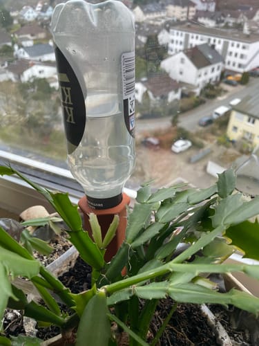 Customer photo review of Topfpflanzenbewässerung „Hydro Wine“ 4 Stk. Tonkegel für Wein- & PET-Flaschen