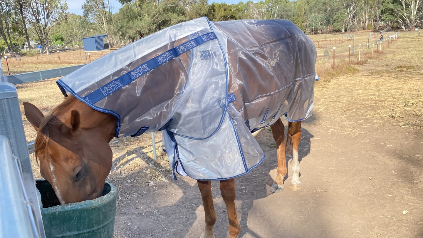 Customer photo review of LE Defender Anti-Insect Fly Rug