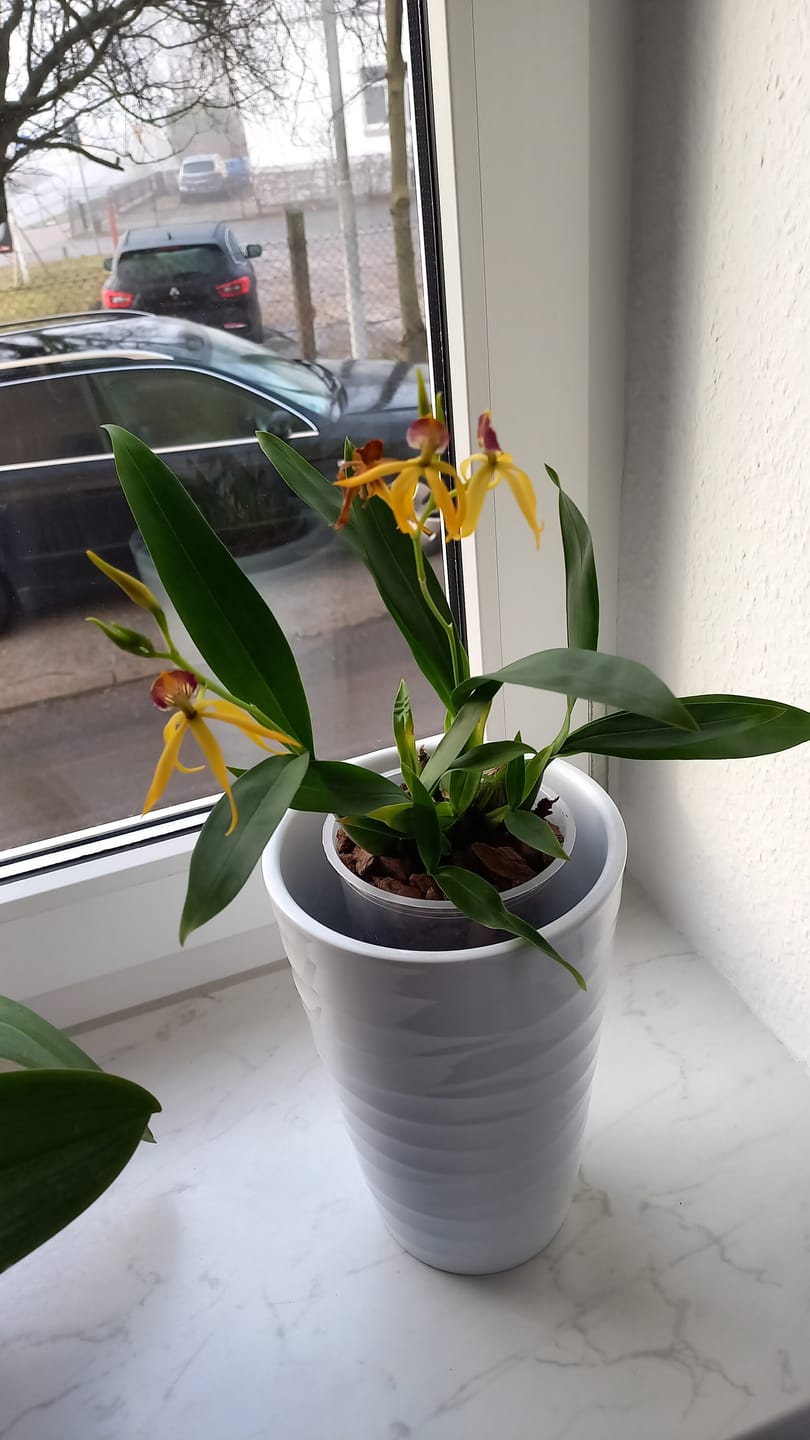 Customer photo review of Encyclia Jasper mit orange-gelben Blüten