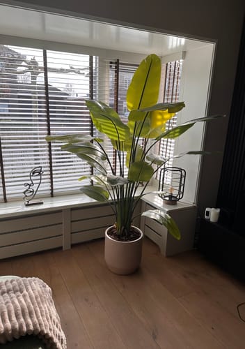 Customer photo review of Strelitzia Kunstplant 180cm
