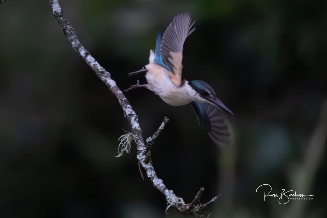 Ron B. wildlife photography