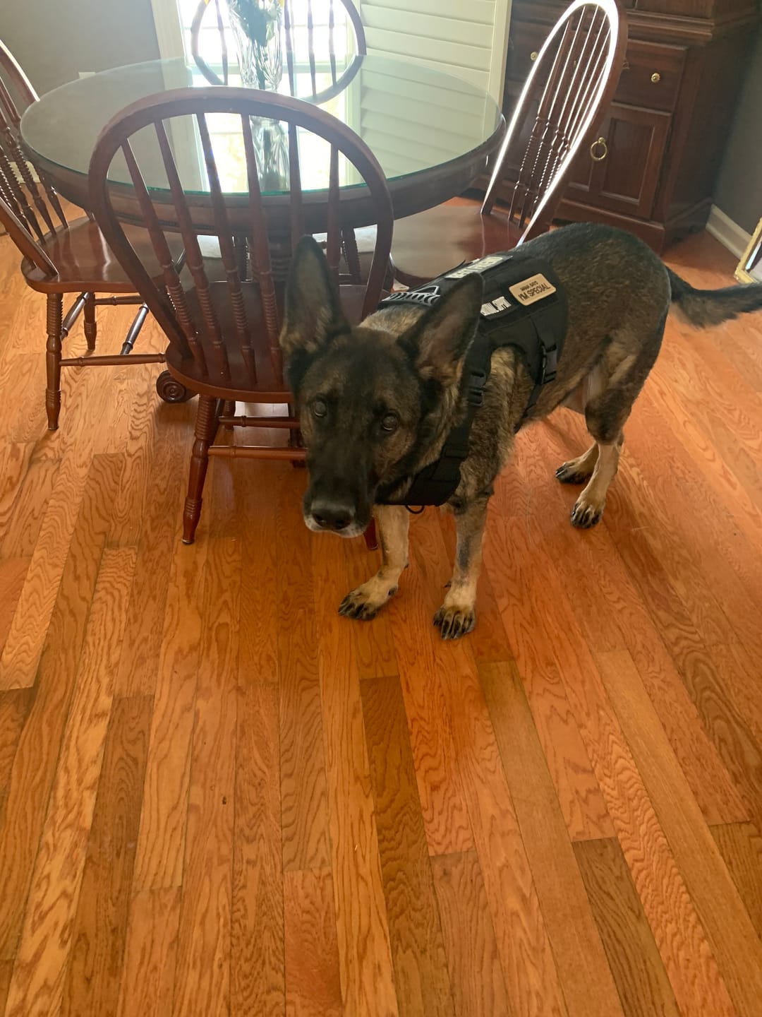 Customer photo review of Hook & Loop Patch Variety Bundle For Harness (Pack of 12)