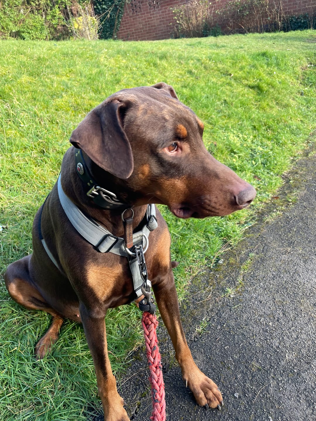 Customer photo review of Training Anti Pull TRI-Harness® | M-XL Breeds - Metal Grey