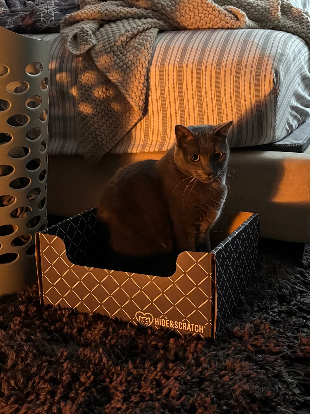 Customer photo review of Hide & Scratch Extra-Large Cat Scratcher Box
