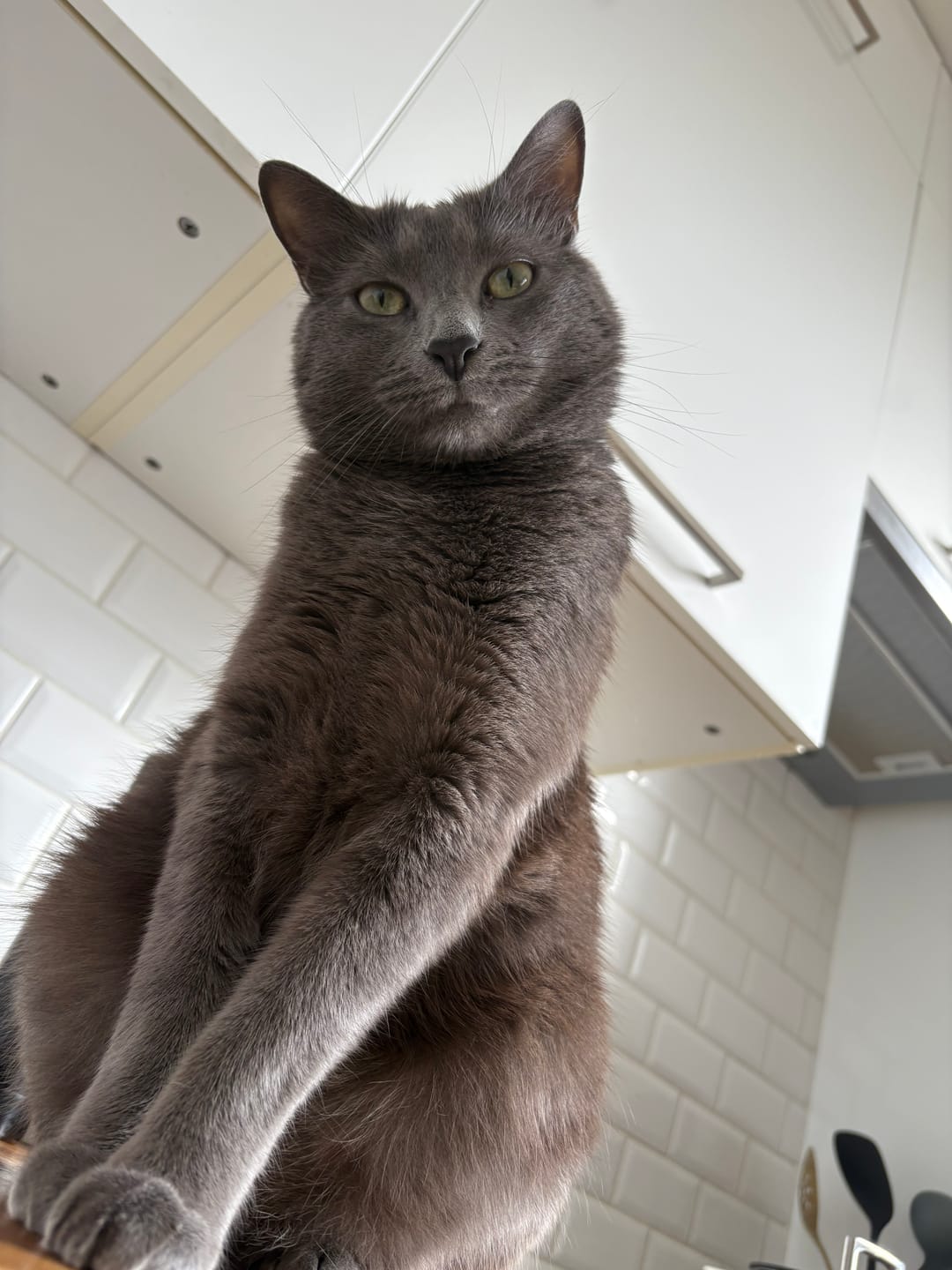 Customer photo review of Pâtées riches en volaille & aux courgettes (chat âgé)