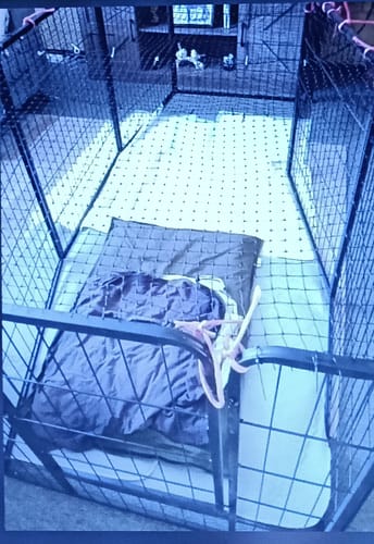 Customer photo review of PaWz 8 Panel Pet Dog Playpen