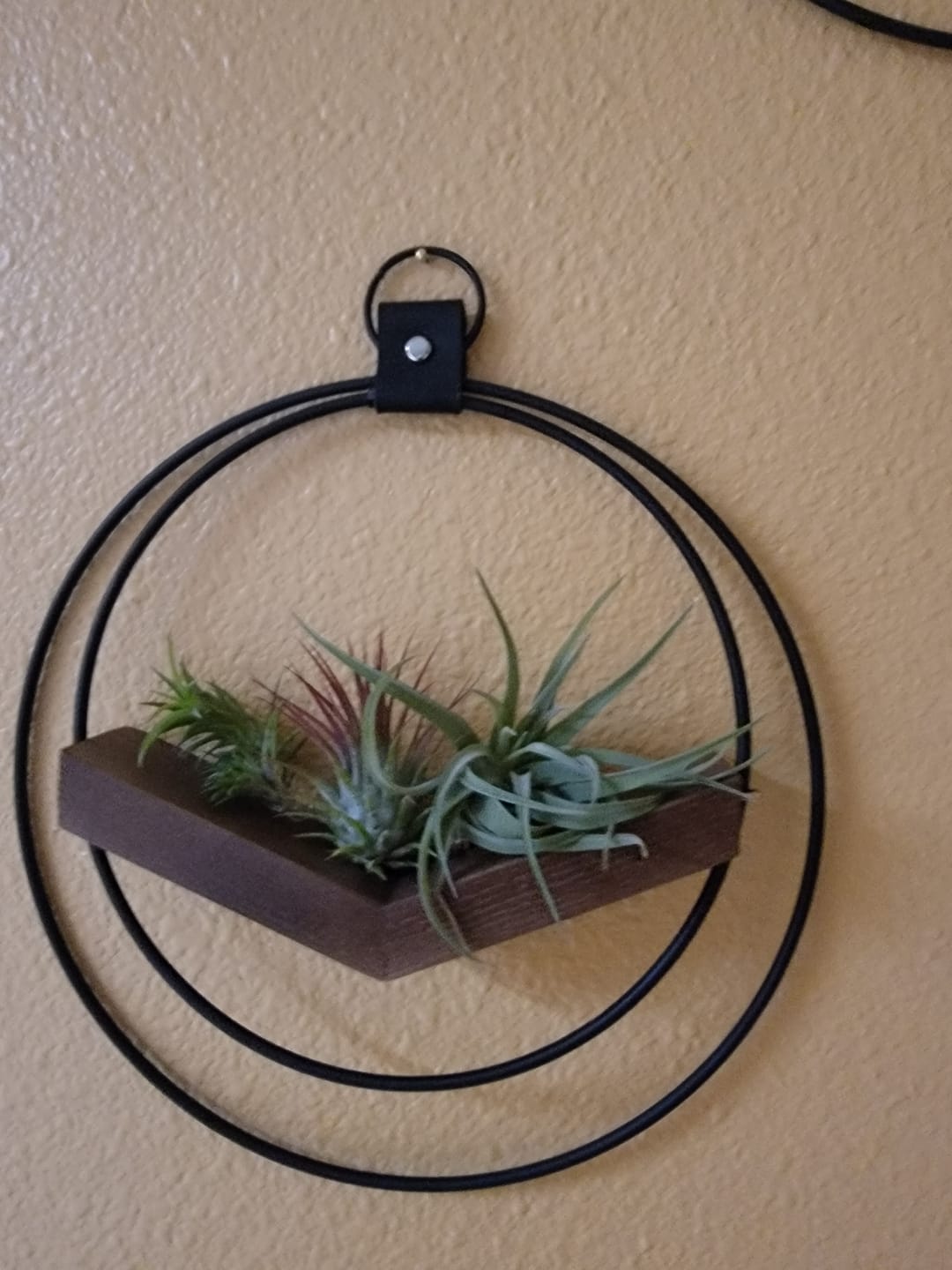 Customer photo review of 3 Air Plants & Fertilizer  Great Starter Mix
