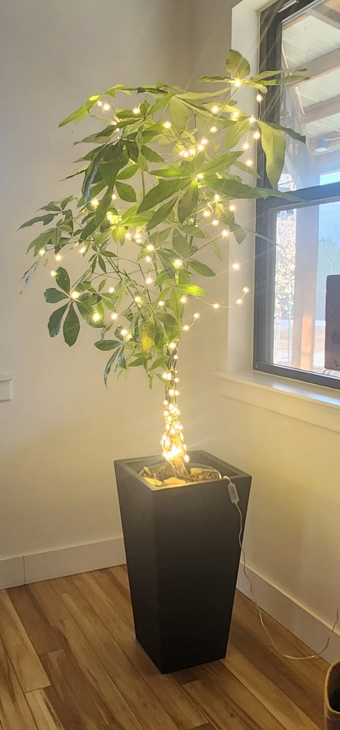 Customer photo review of Money Tree Braided, Tree Form, Pachira Aquatica, Good Luck Tree