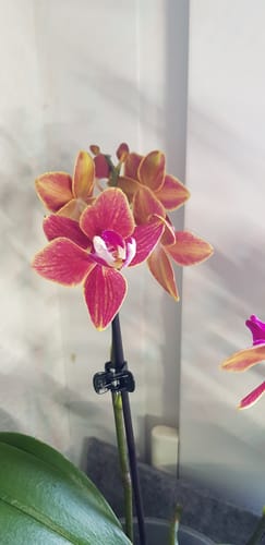 Customer photo review of Table Dance Flaming Kaki mit orangen Blüten und 2 Rispen