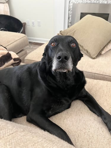 Customer photo review of Petsmont Buddy Guard Large Dog