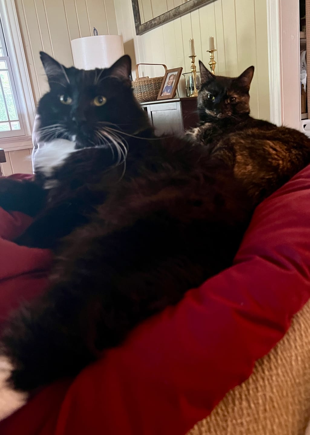 Customer photo review of Cat Itchy Skin & Healthy Coat Remedy