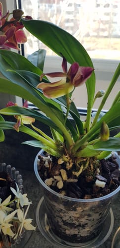 Customer photo review of Cochleanthes Hybride mit rot-braunen Blüten im 9cm Topf