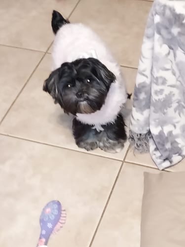 Customer photo review of Carrying Case for furMe Grooming Vacuum