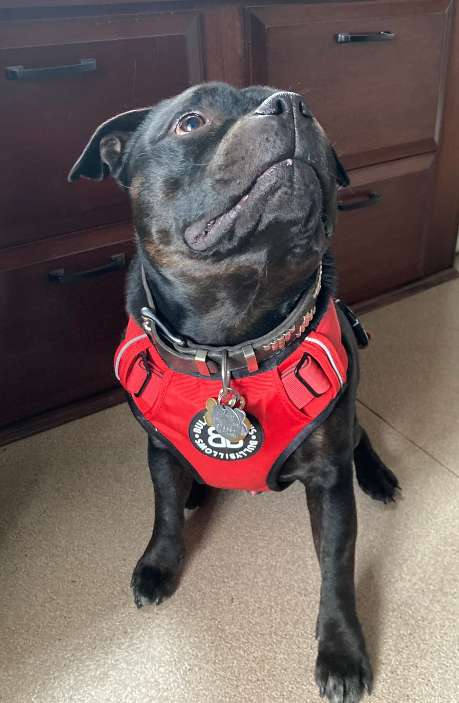 Customer photo review of Comfort Premium Harness | Non Restrictive - Red