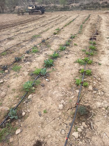 Customer photo review of Fertibono JaboNeem: Concentrado Jabón Potásico y Aceite de Neem Extraído en Frío - 1L+250ml - Máxima Eficacia y Ahorro en Control de Plagas para Plantas y Huertos