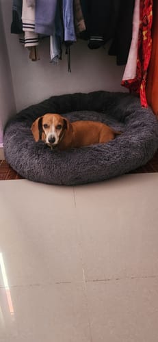 Customer photo review of Cama Antiestrés para Perros