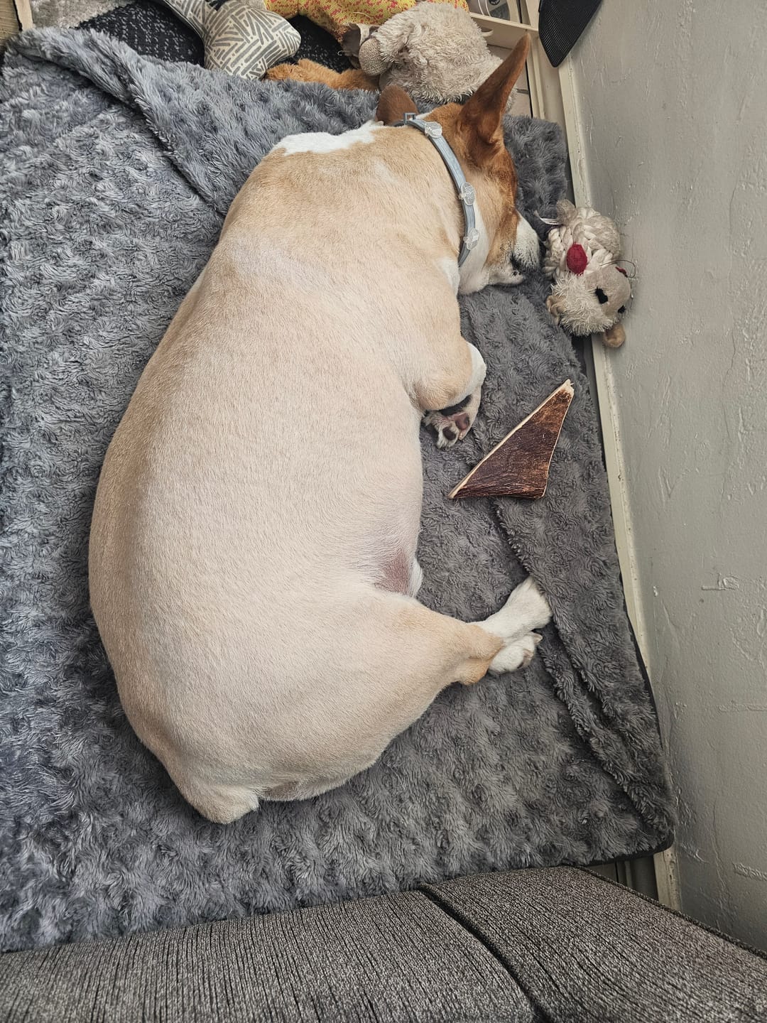 Customer photo review of NEW!! Medium Moose Chew