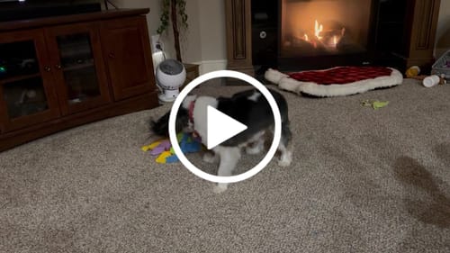 Customer video review of Sniffle