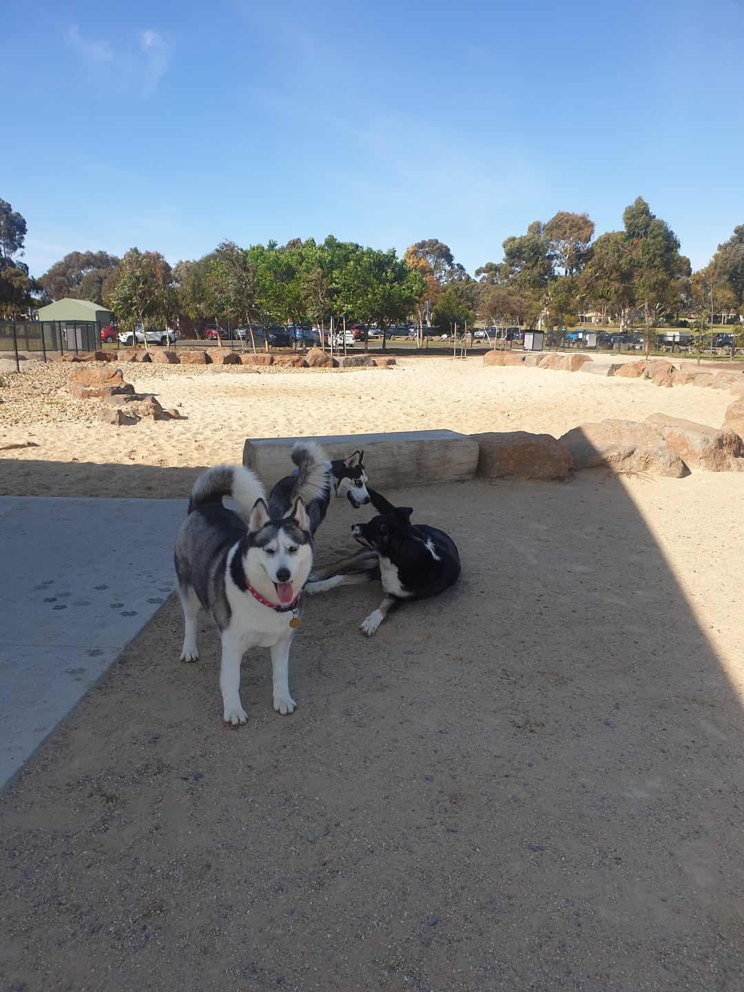 Customer photo review of Bully Sticks | Beef Pizzle