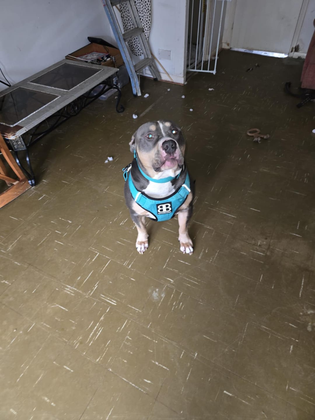 Customer photo review of 5cm Combat® Collar | With Handle & Secure Clip - Turquoise