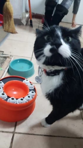 Customer photo review of Der EasyPet Slow Feeder Katzennapf