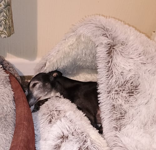 Customer photo review of Burrow Buddy™ - Pet Bed