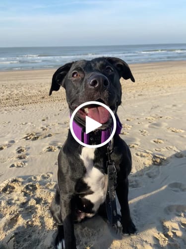 Customer video review of 5cm Combat® Collar | With Handle & Secure Clip - Purple