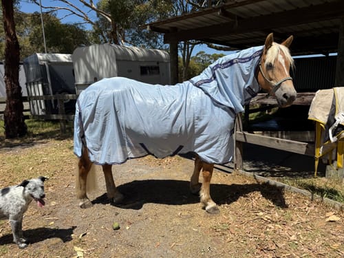 Carolina M. review of Amigo XL Bug Rug DF image 1 out of 1