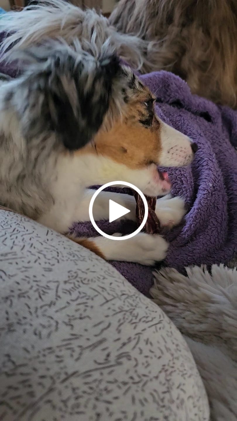 Customer video review of 12 Inch Braided Jerky Stick
