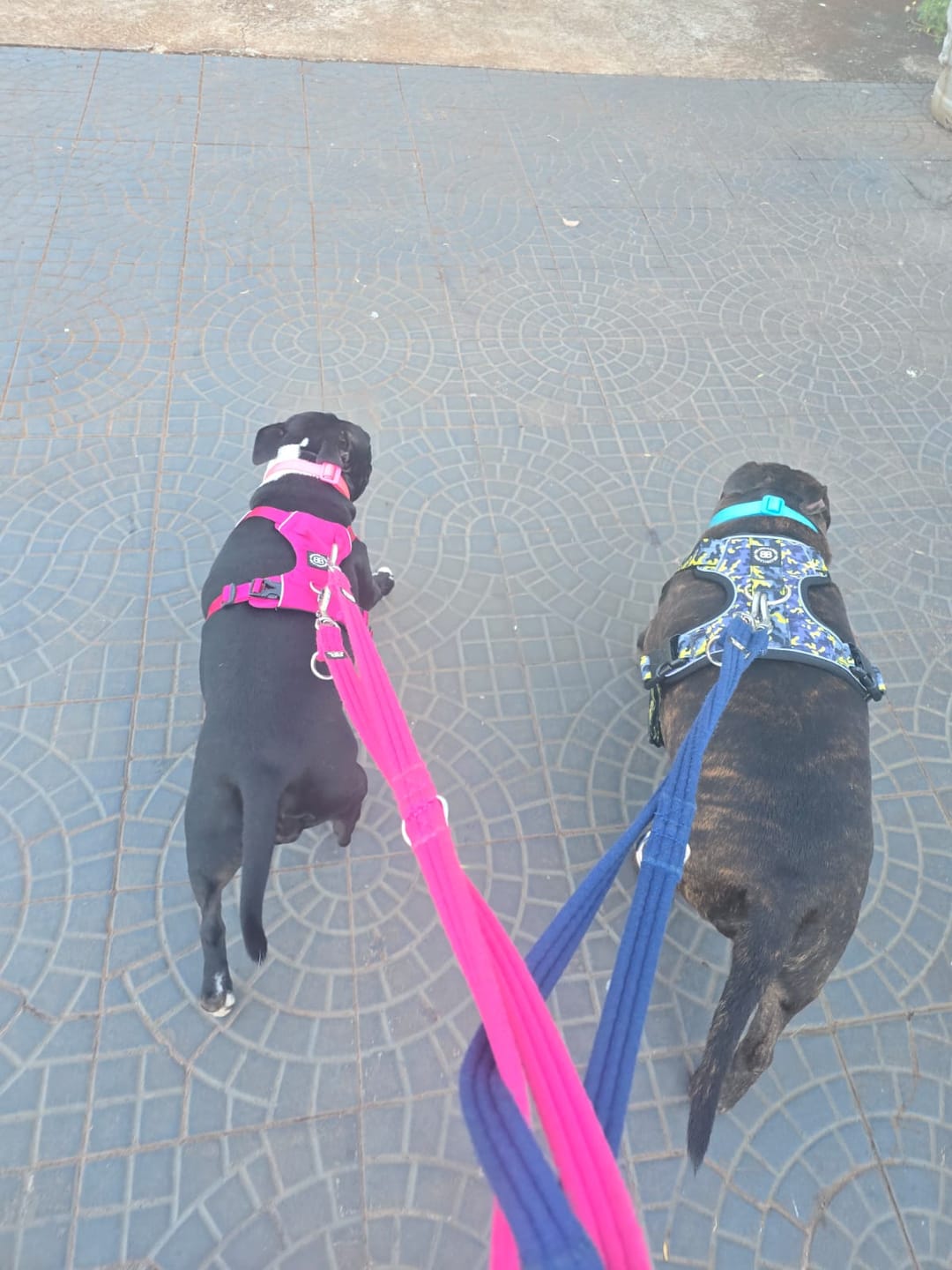 Customer photo review of Comfort Premium Harness | Non Restrictive - Lightning