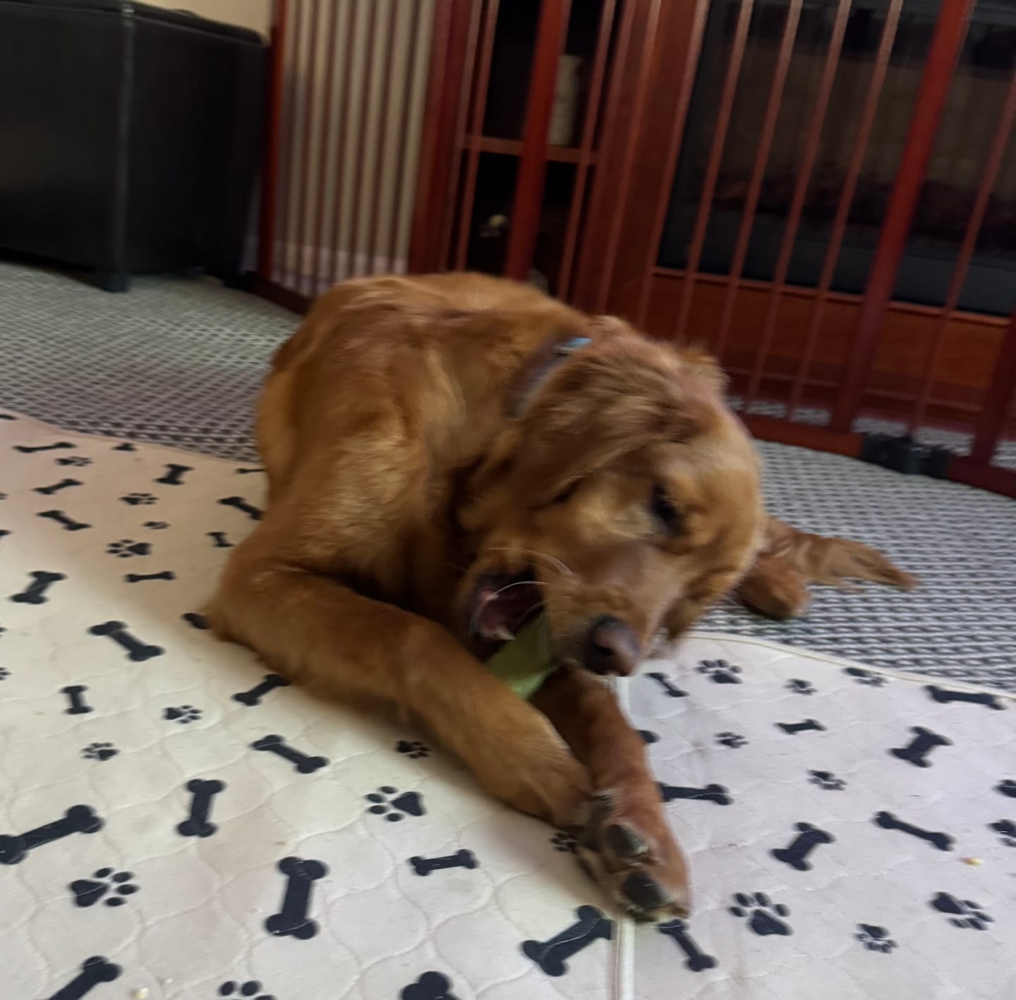 Customer photo review of Mint Yak Chews One Size Fits All