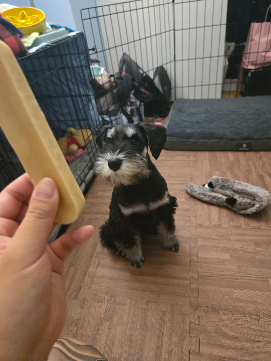Customer photo review of Himalayan Yak Chew (SMALL)