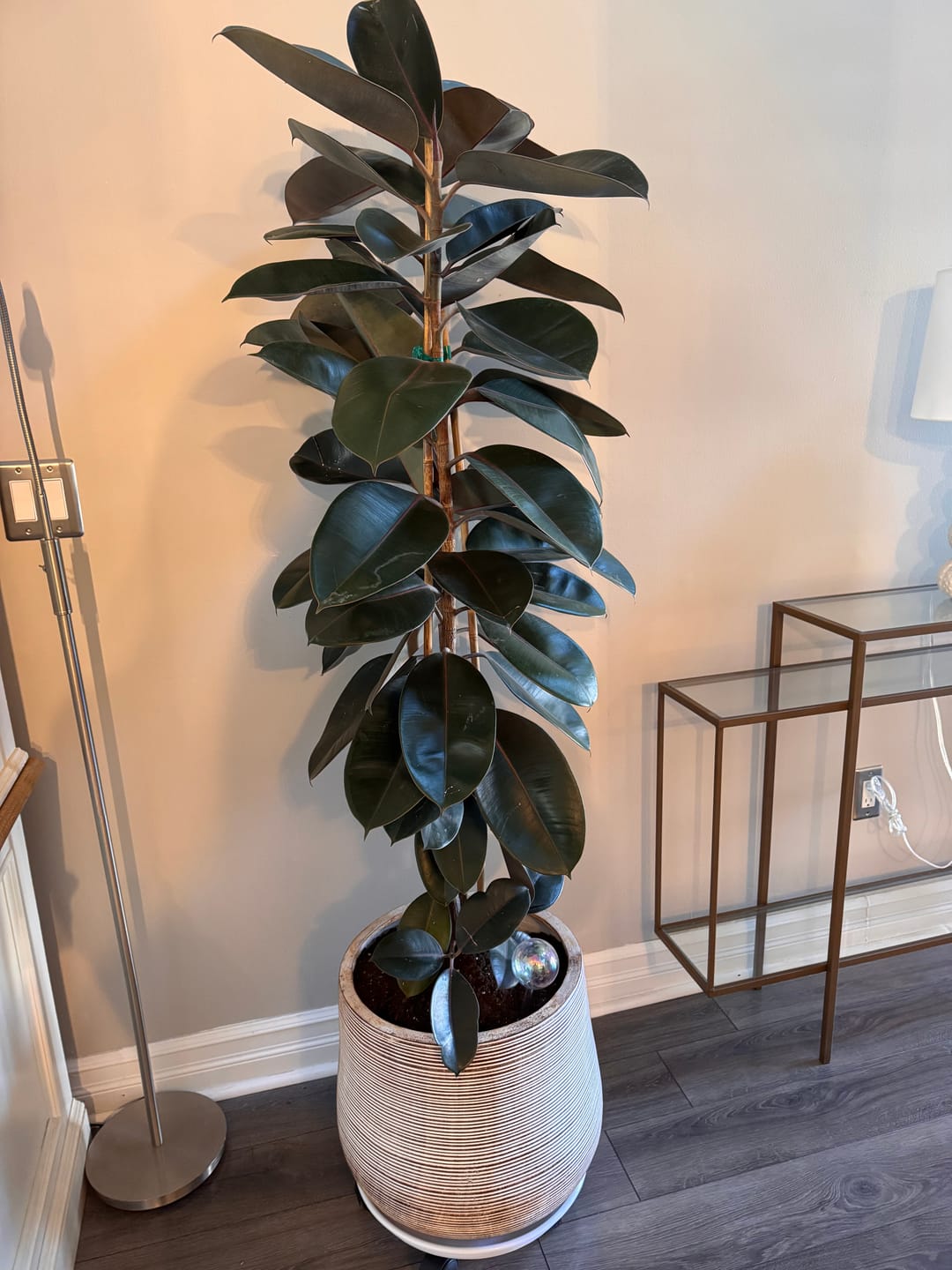 Customer photo review of Ficus Burgundy Bush, Rubber Tree