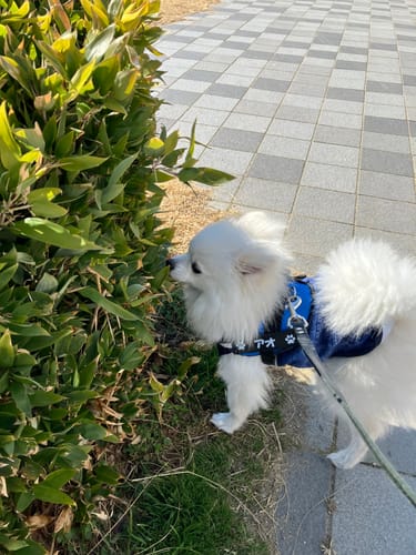 Customer photo review of FunFunPet 高機能ハーネス（お名前タグ作成サービス付き）