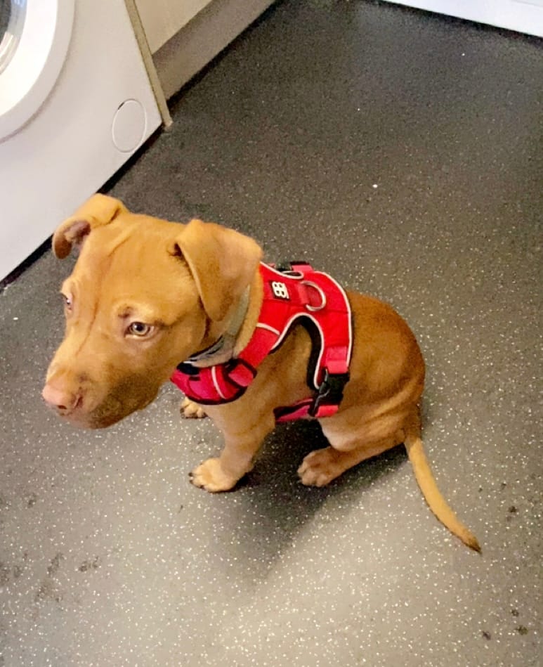 Customer photo review of 1.4m Swivel Combat Lead | Anti-Tangle & Secure Clip - Red