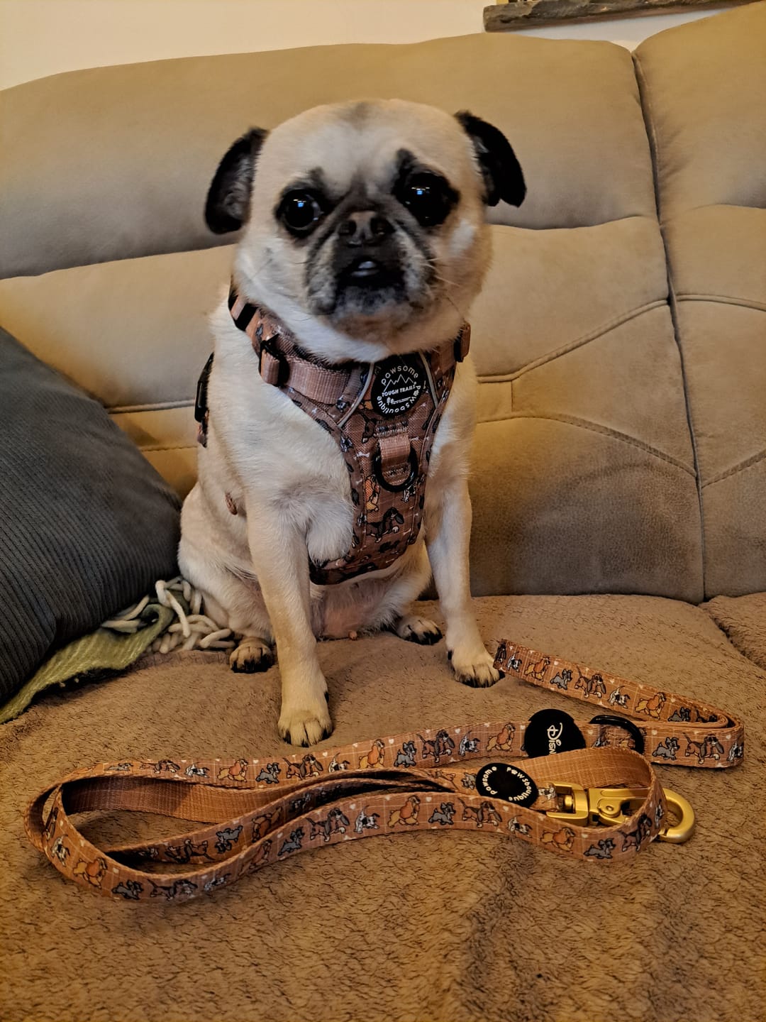 Customer photo review of Disney© Tough Trails™ Harness - Disney Dogs