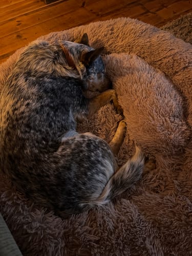 Customer photo review of Puppery Hundebett Wolke 7 - Das Original