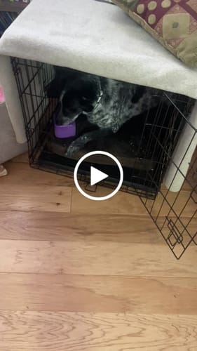 Customer video review of Freezbox - Super Tough Treat Toy