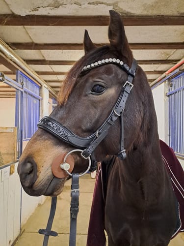 Customer photo review of Trense Midnight