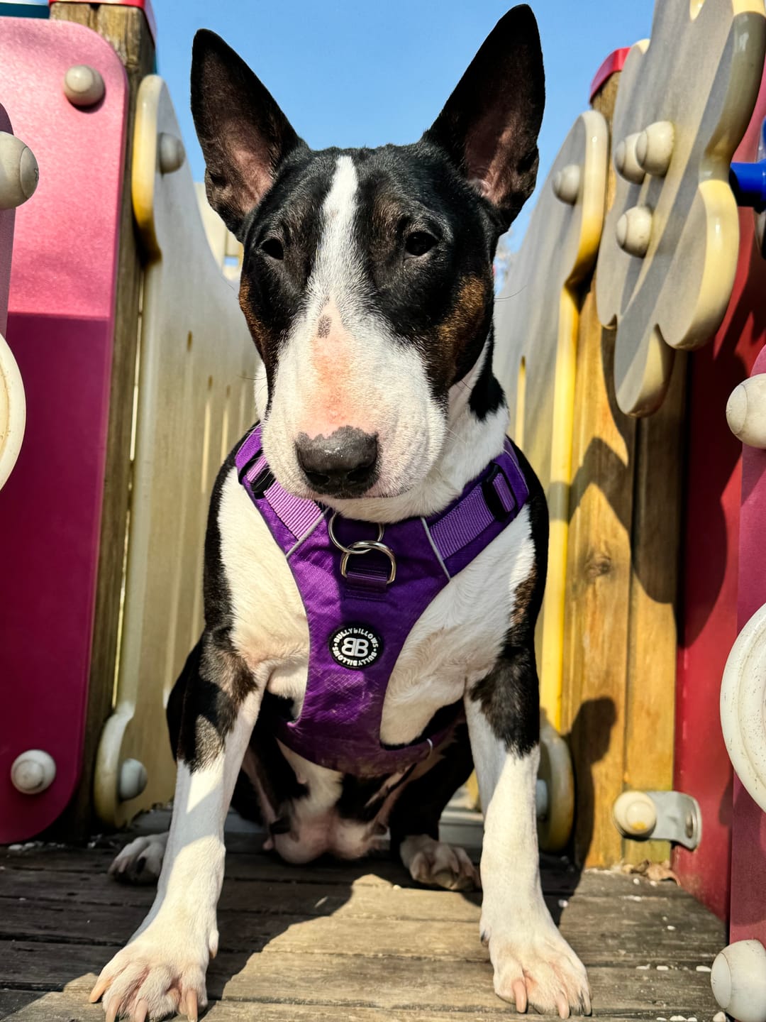 Customer photo review of Air Harness | Anti-Pull & With Handle - Purple