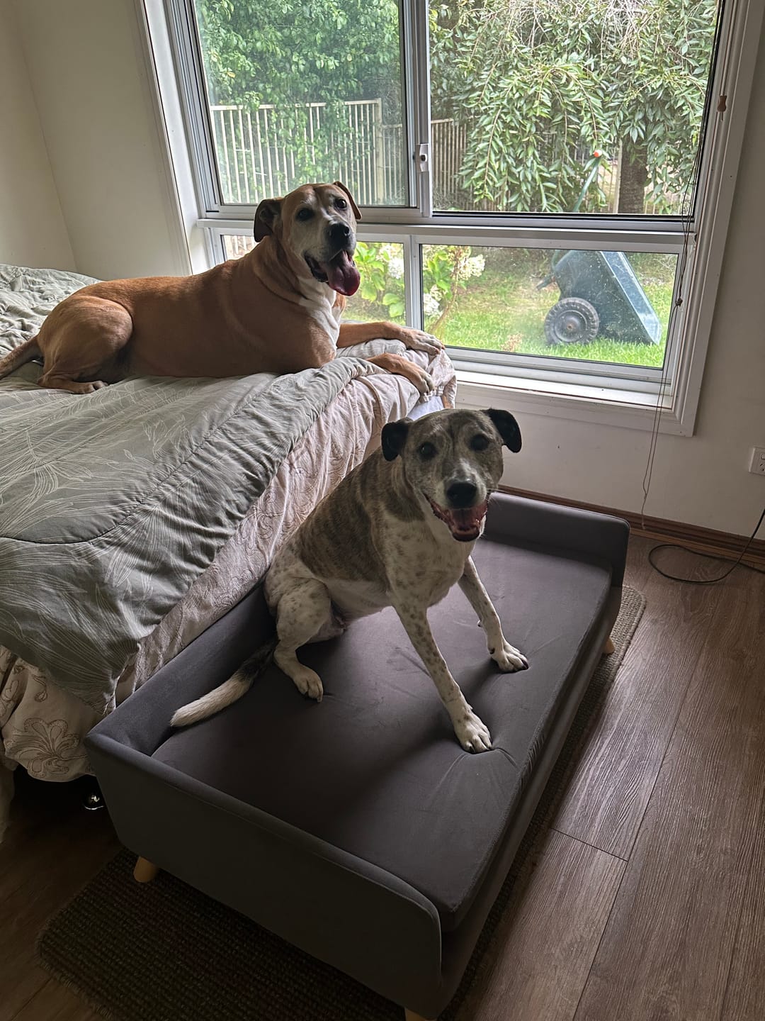 Customer photo review of PaWz Warm Soft Lounge Couch Chair Bed