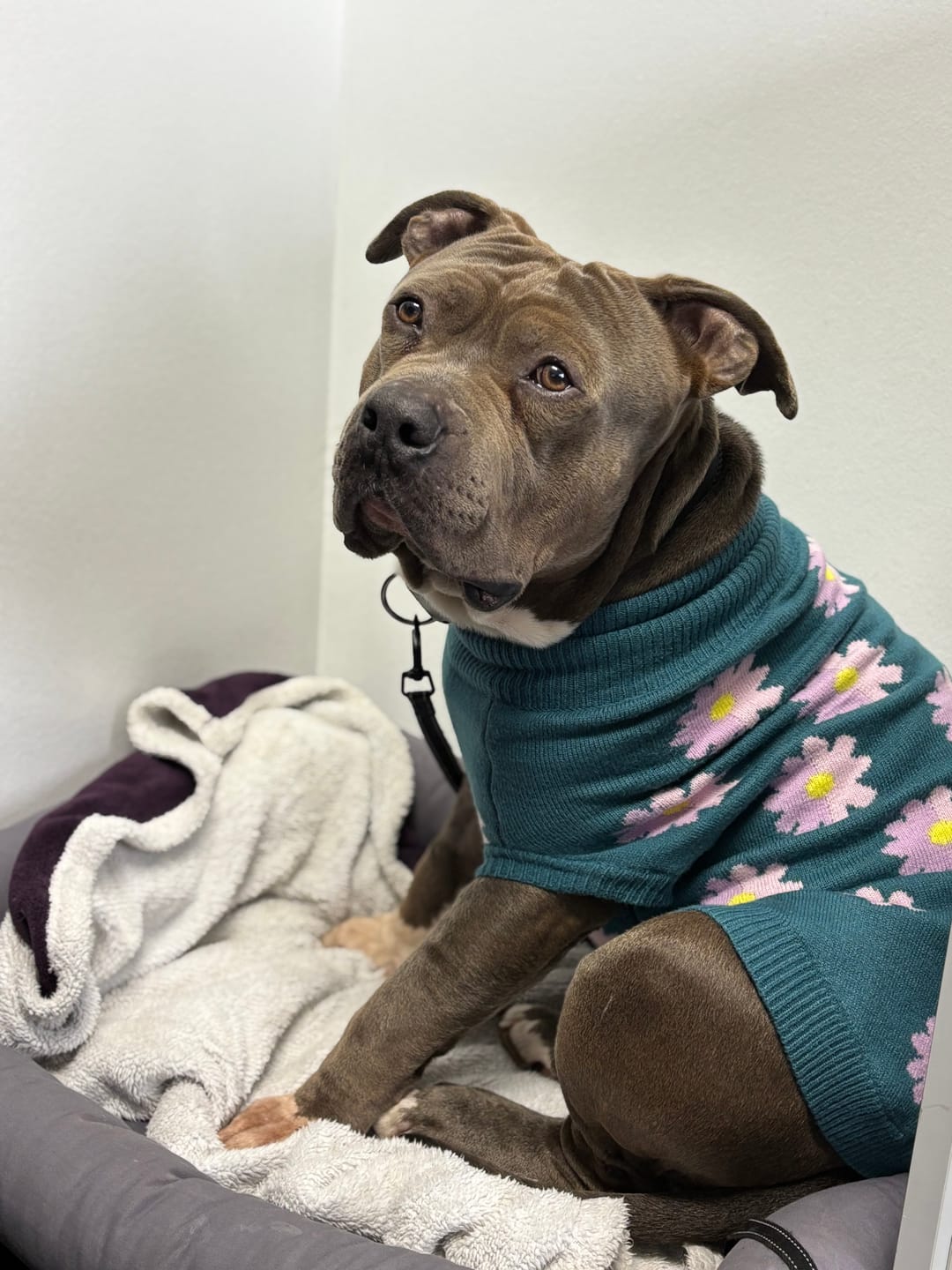 Customer photo review of Flower Knit Dog Sweater
