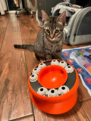 Customer photo review of Der EasyPet Slow Feeder Katzennapf