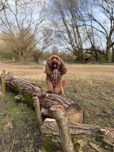 Customer photo review of Disney© Tough Trails™ Harness - Woody