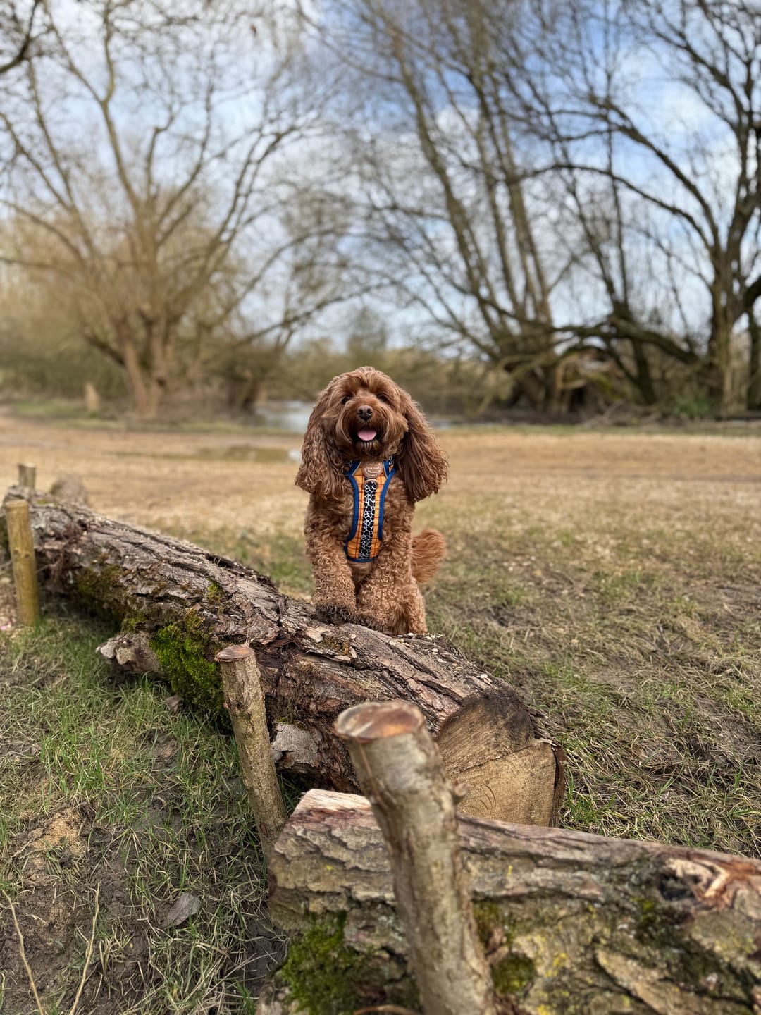 Customer photo review of Disney© Tough Trails™ Harness - Woody