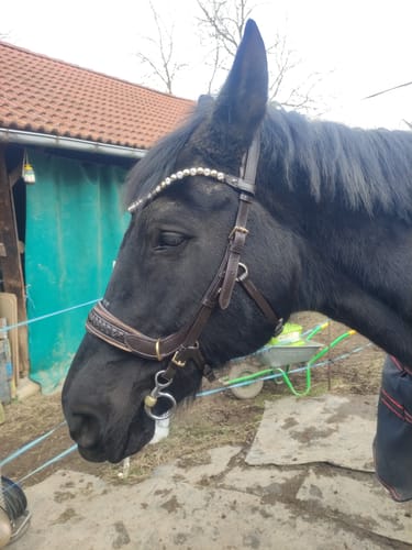 Customer photo review of Midnight Supreme jetzt verfügbar !